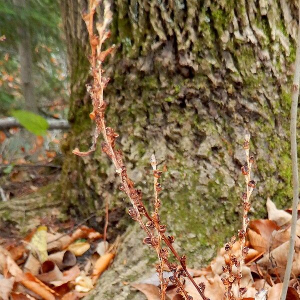 Epifagus virginiana Habit