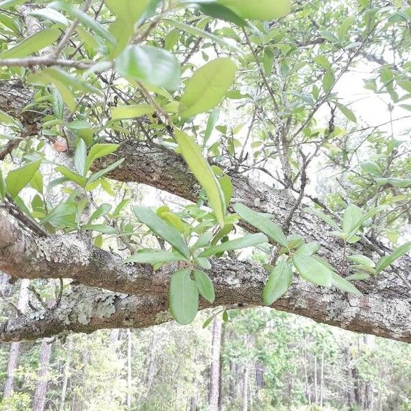 Quercus fusiformis Leaf