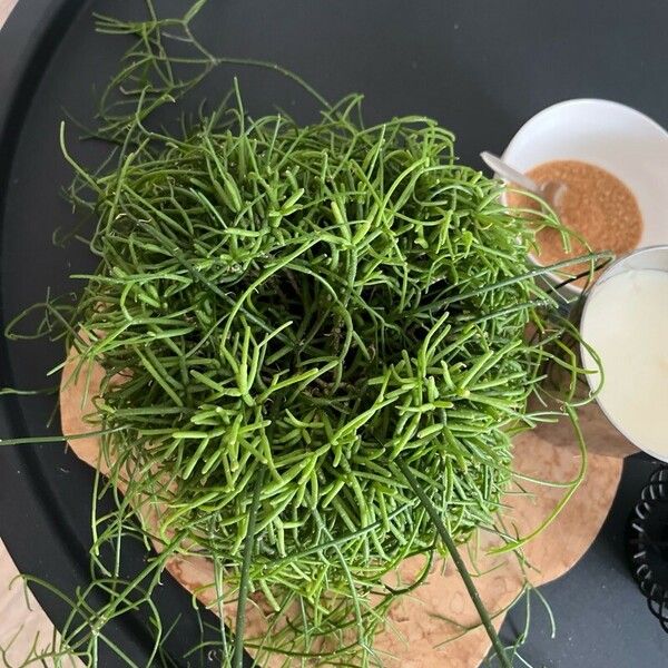 Rhipsalis baccifera ഫലം