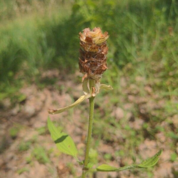 Prunella vulgaris Lorea