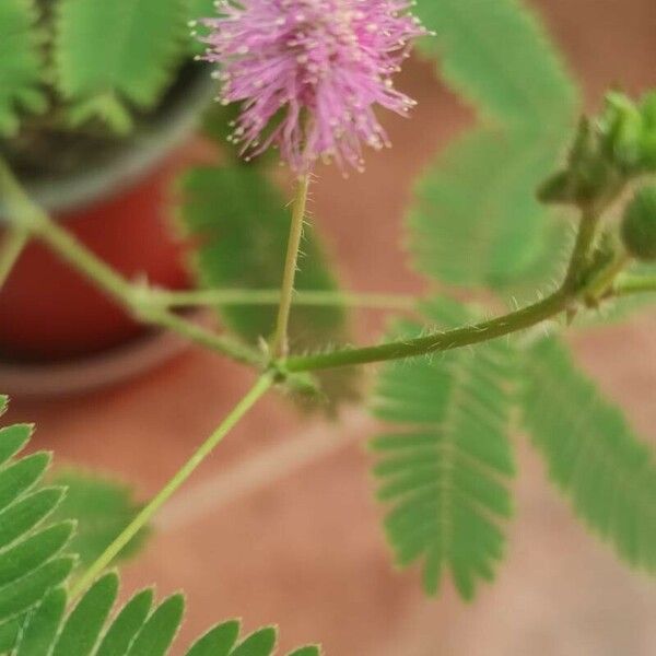 Mimosa pudica Цвят