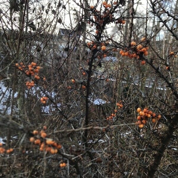 Hippophae rhamnoides Habit