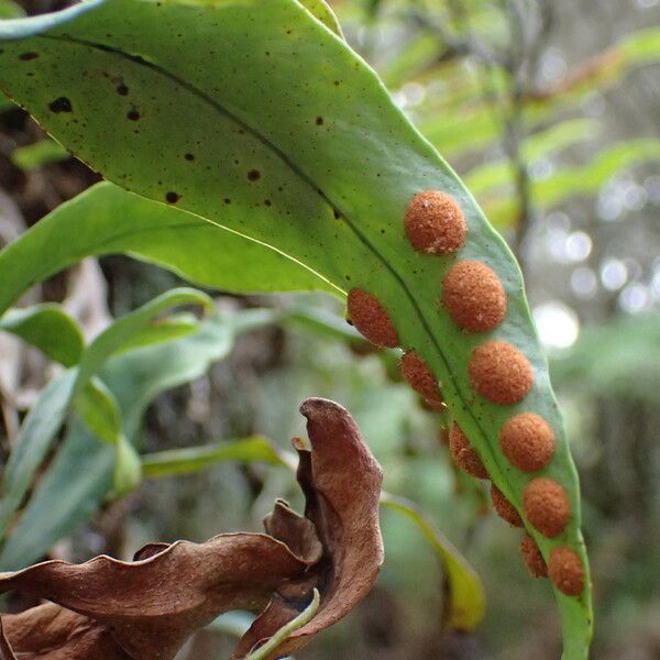 Pleopeltis macrocarpa Fruit