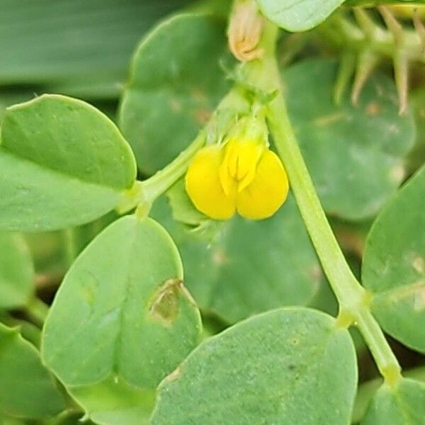 Medicago praecox 花