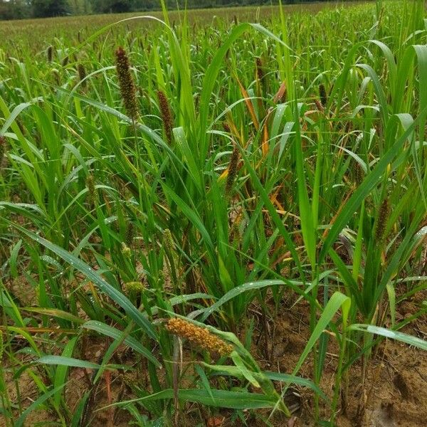 Setaria italica Blad