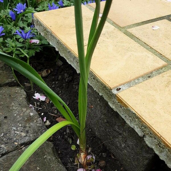 Narcissus jonquilla Rusca