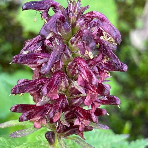 Pedicularis recutita Кветка