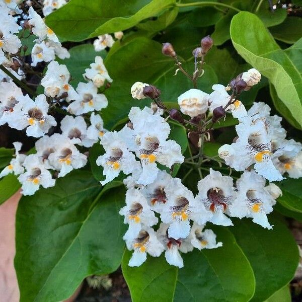 Catalpa bignonioides फूल