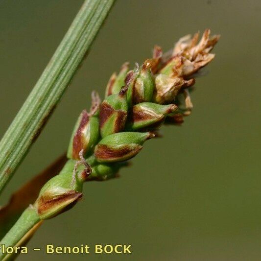 Carex vaginata Frucht