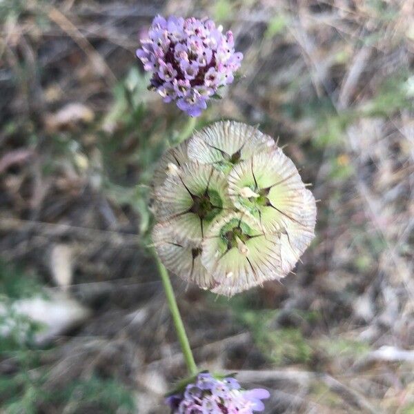 Lomelosia simplex Flower