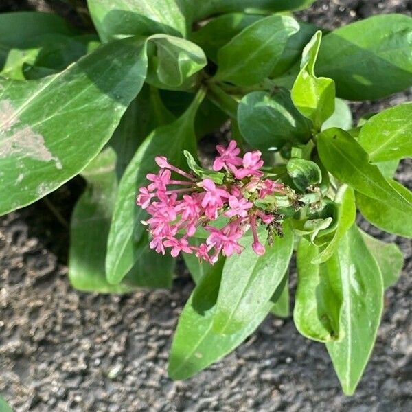 Valeriana rubra फूल