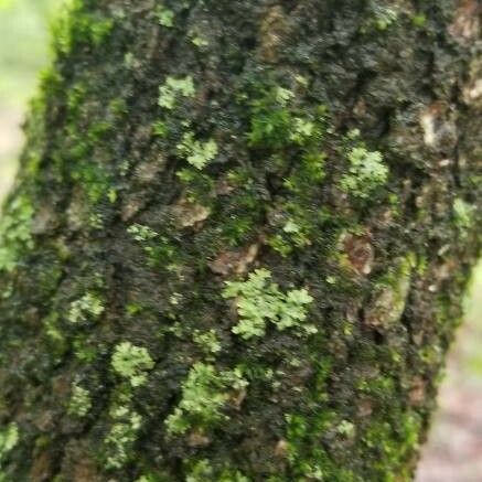 Viburnum rufidulum Bark