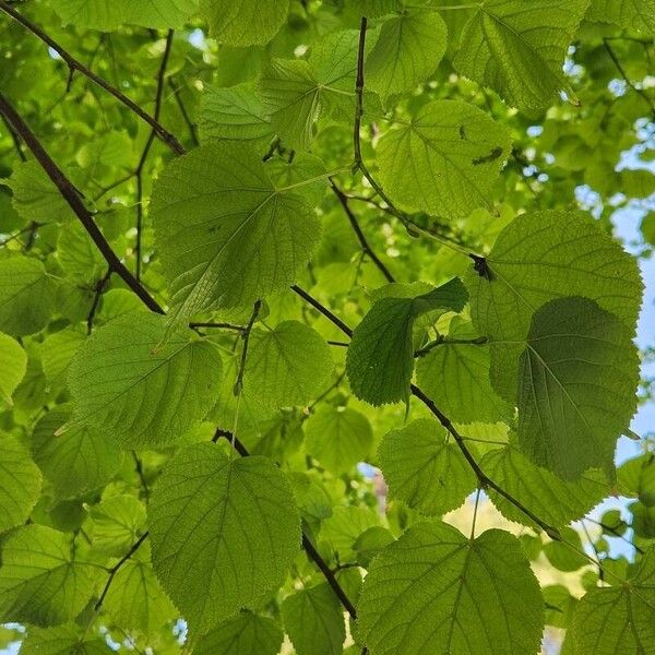 Tilia × europaea Leaf