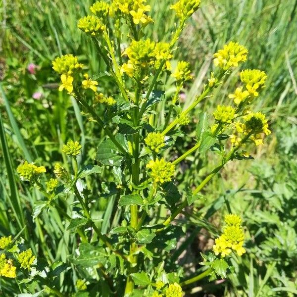 Barbarea verna Flors