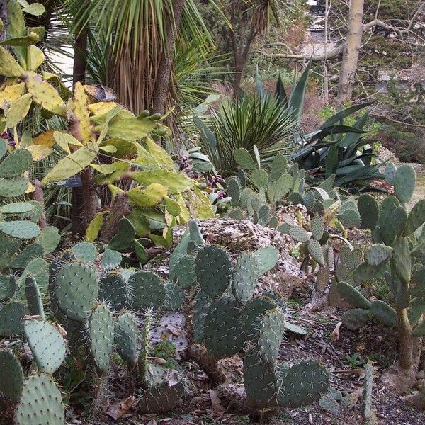 Opuntia engelmannii Celota