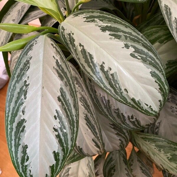 Aglaonema commutatum Leaf