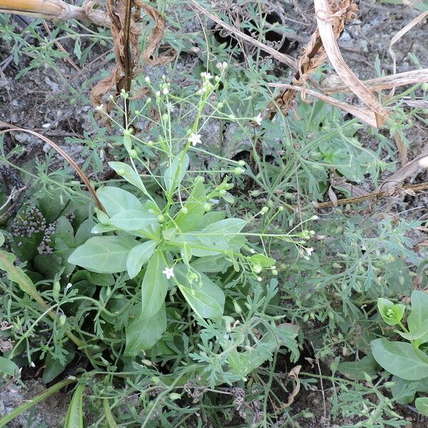 Samolus ebracteatus Habit