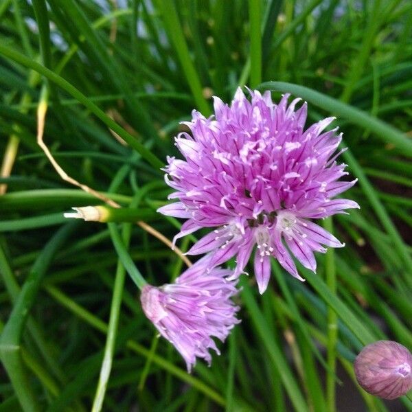 Allium schoenoprasum 花