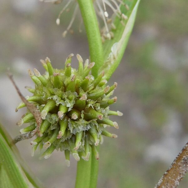 Sparganium angustifolium Φρούτο