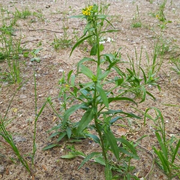 Erysimum cheiranthoides Habit