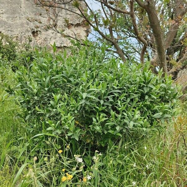 Bupleurum fruticosum Habit