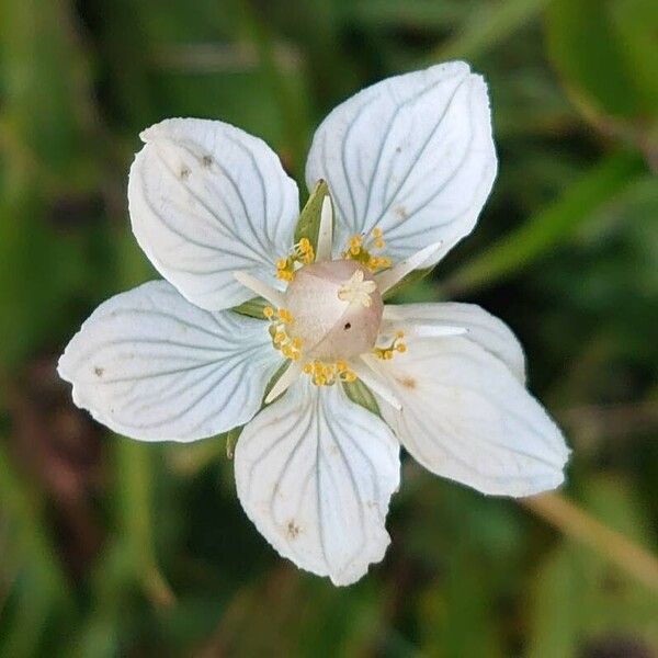 Parnassia palustris Kvet