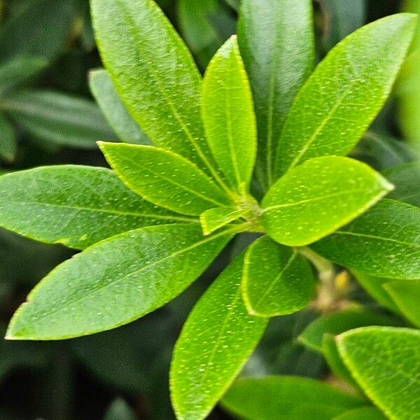 Rhododendron hirsutum Лист