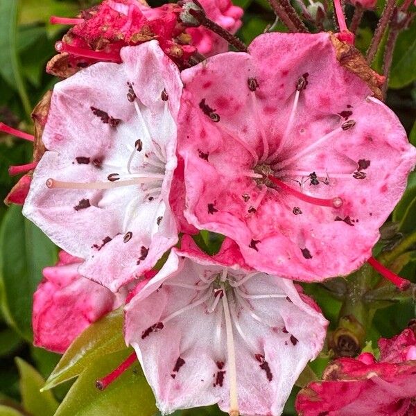 Kalmia latifolia Flor