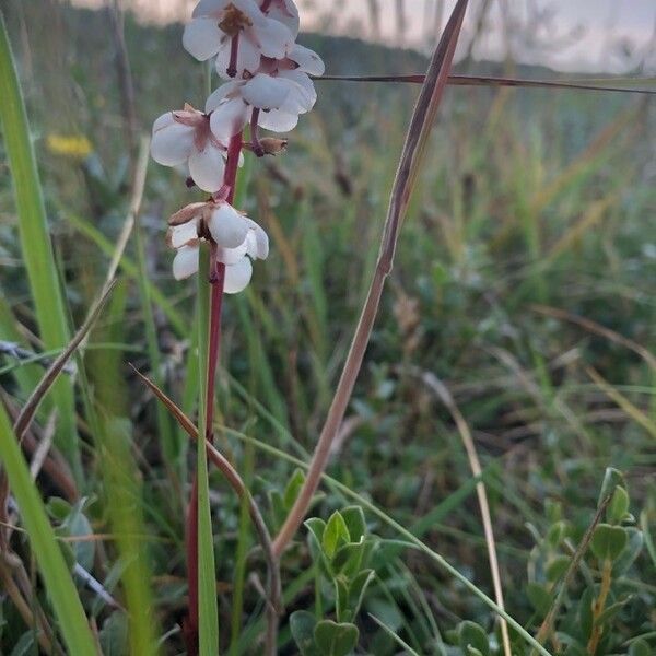 Pyrola rotundifolia 花