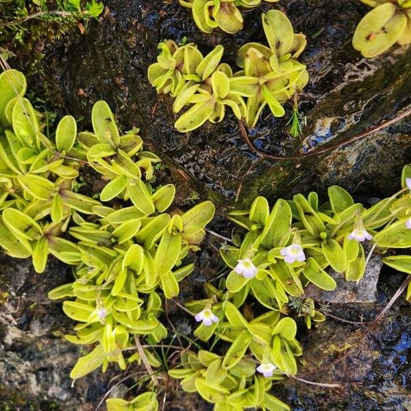 Pinguicula crystallina Deilen