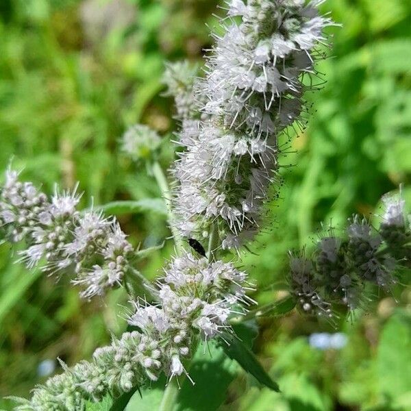 Mentha × rotundifolia फूल