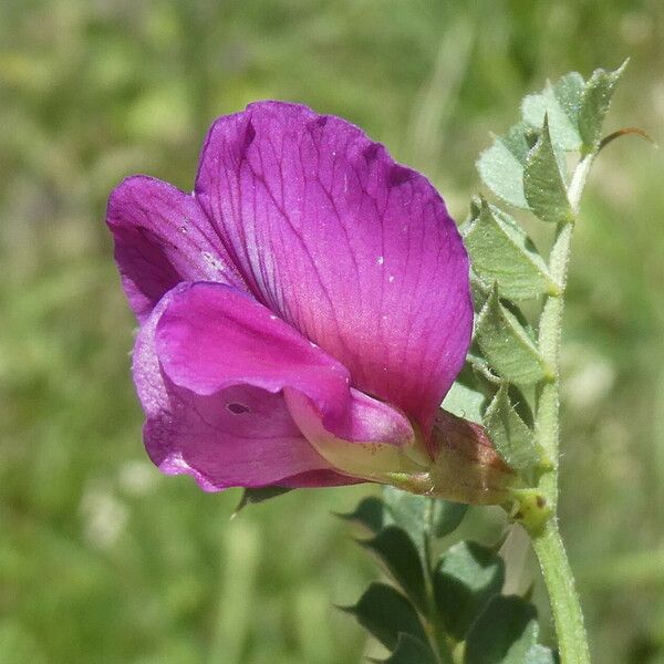 Vicia pyrenaica 花