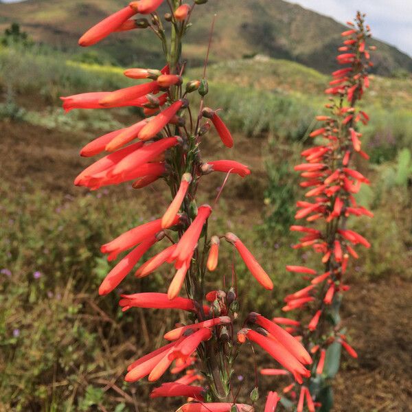 Penstemon centranthifolius Hábitos