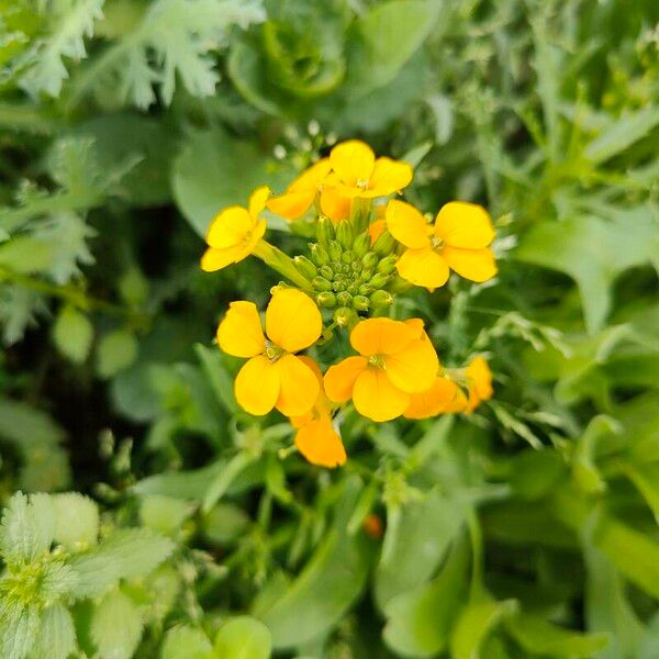 Erysimum virgatum Flor