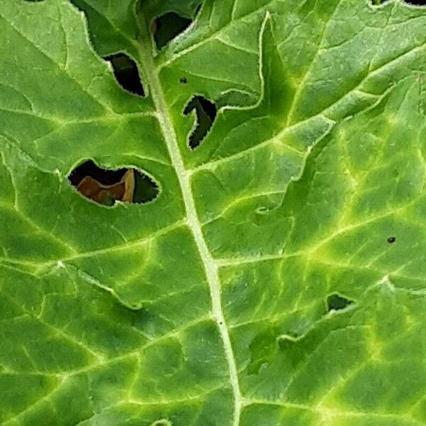 Acanthus spinosus Leaf