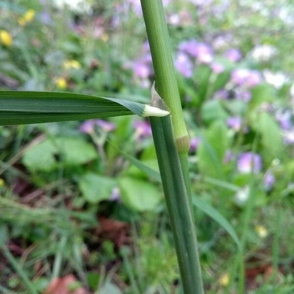 Dactylis glomerata Лист