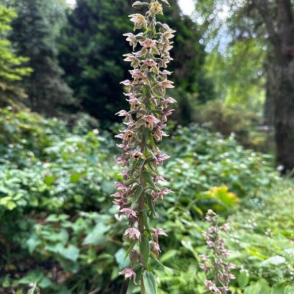 Epipactis purpurata 花