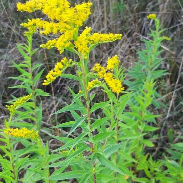 Solidago gigantea Flor