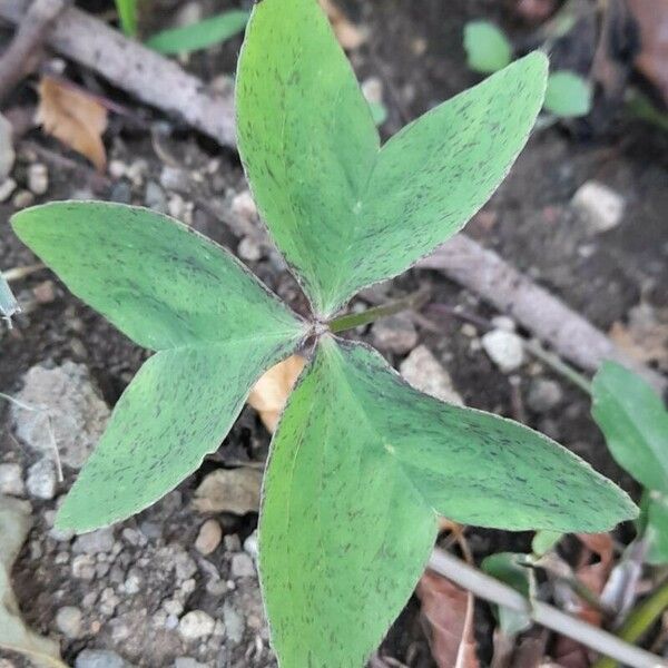 Oxalis latifolia List