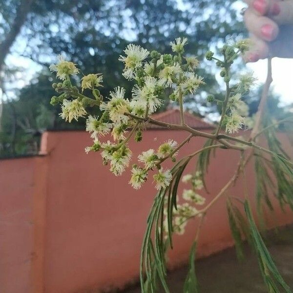 Acacia mearnsii Квітка