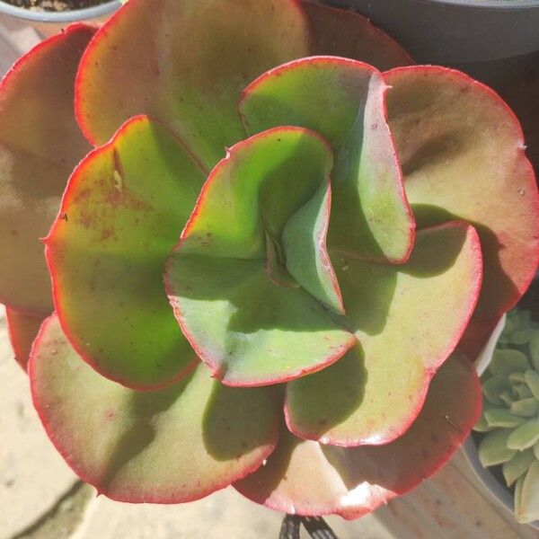 Echeveria gigantea ফুল