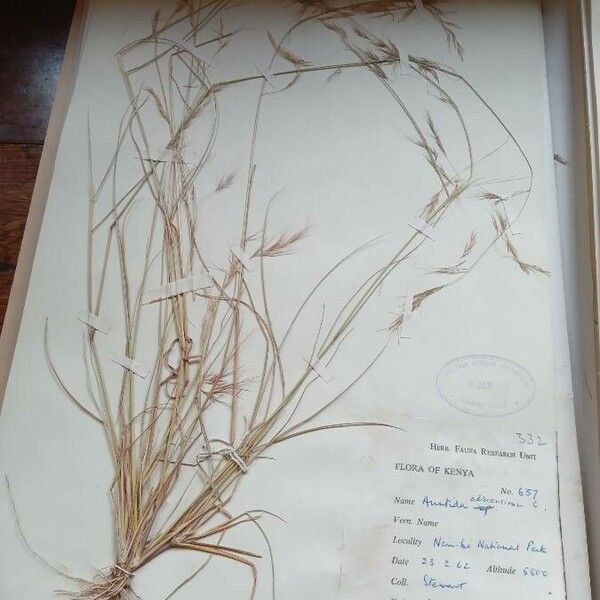 Aristida adscensionis പുഷ്പം