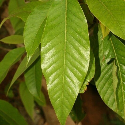 Michelia champaca Leaf