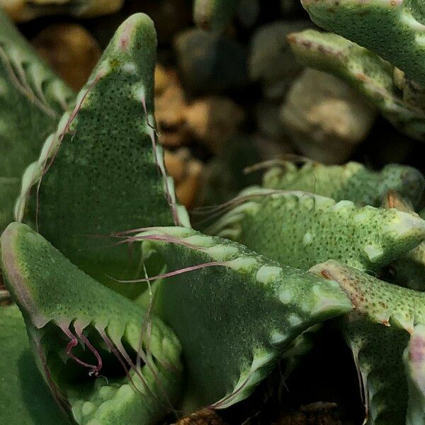 Faucaria tigrina Habitus