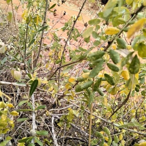 Sclerocarya birrea Leaf