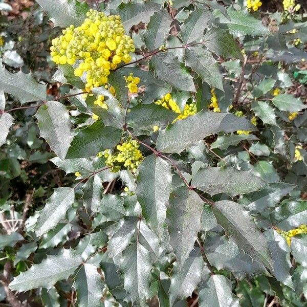 Berberis aquifolium 形態