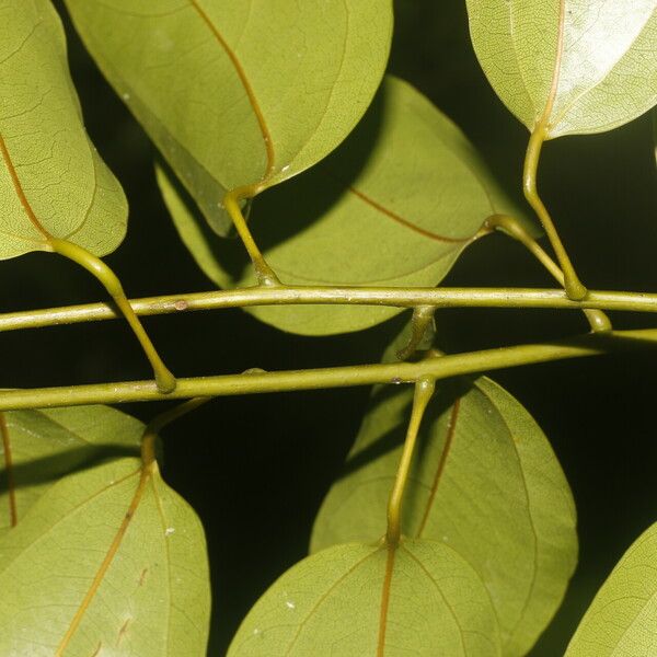 Anomospermum reticulatum Leaf