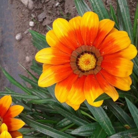 Gazania rigens Blomst