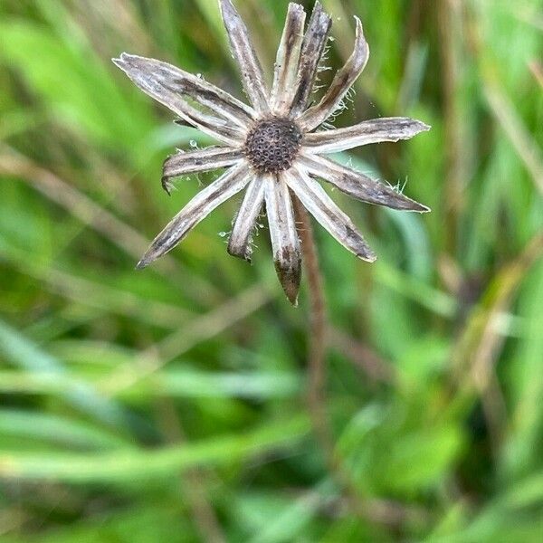 Scorzoneroides autumnalis Fruit