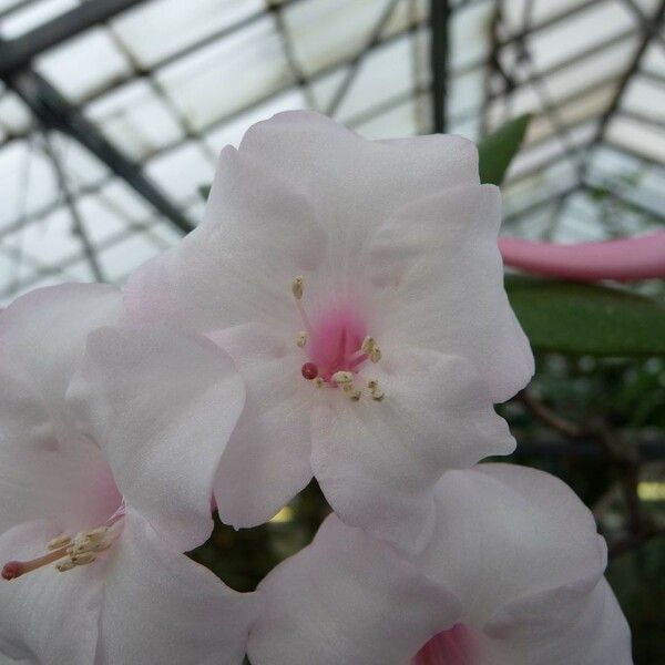 Rhododendron armitii Flor